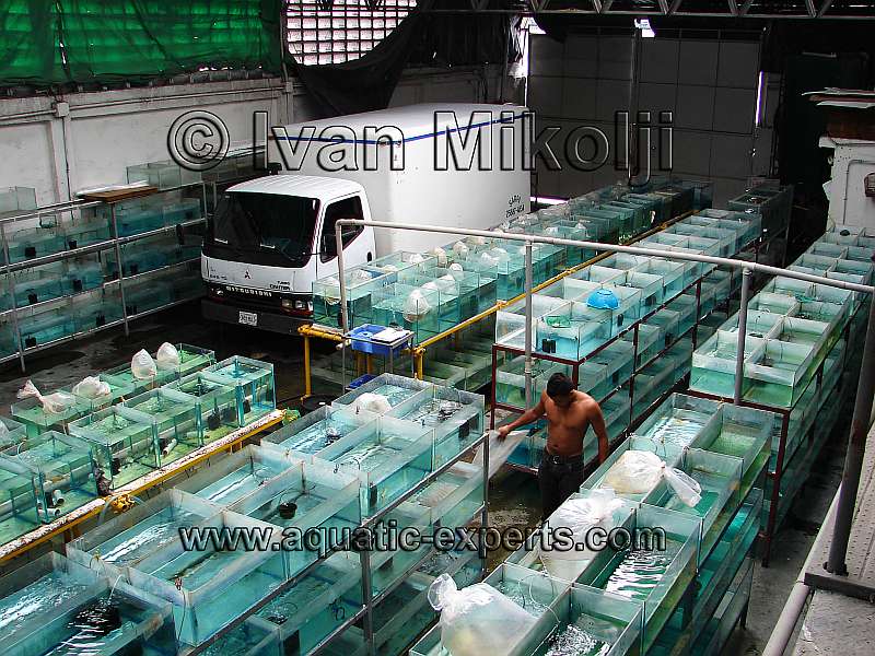 VENTA DE PECES PECERAS Y ACUARIOS EN VENEZUELA